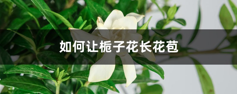 如何让栀子花长花苞