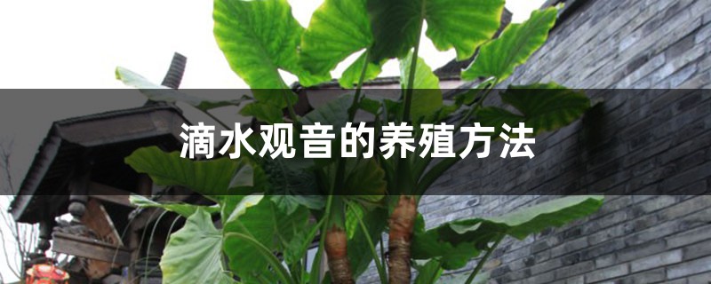 滴水观音的养殖方法