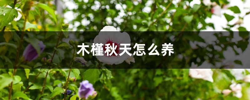 木槿秋天怎么养