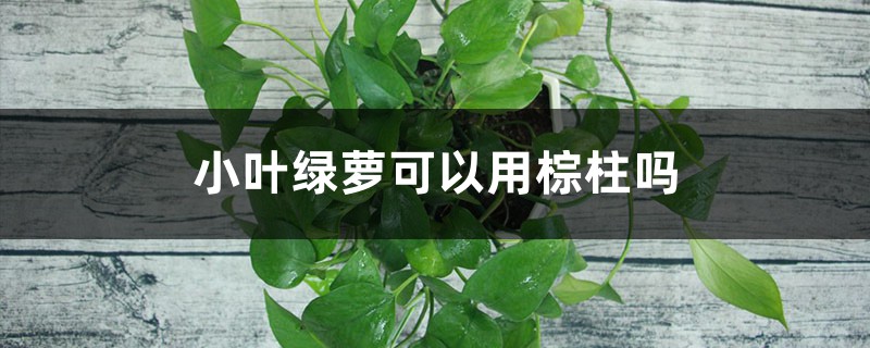 小叶绿萝可以用棕柱吗