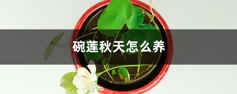 碗莲秋天怎么养