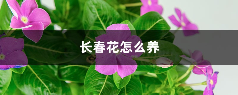 长春花怎么养