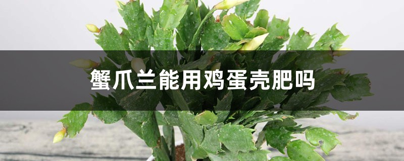 蟹爪兰能用鸡蛋壳肥吗