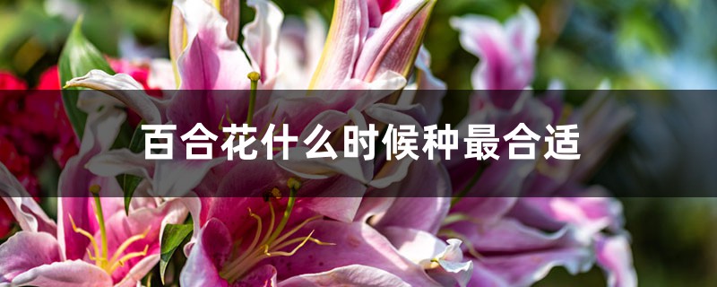 百合花什么时候种最合适