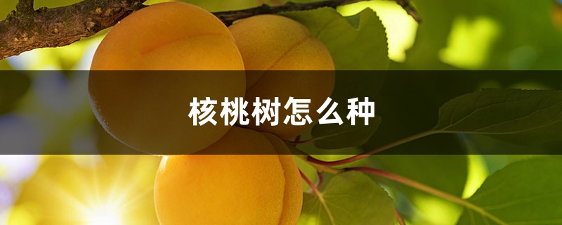 核桃树怎么种