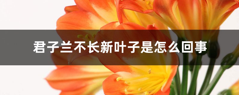 君子兰不长新叶子是怎么回事