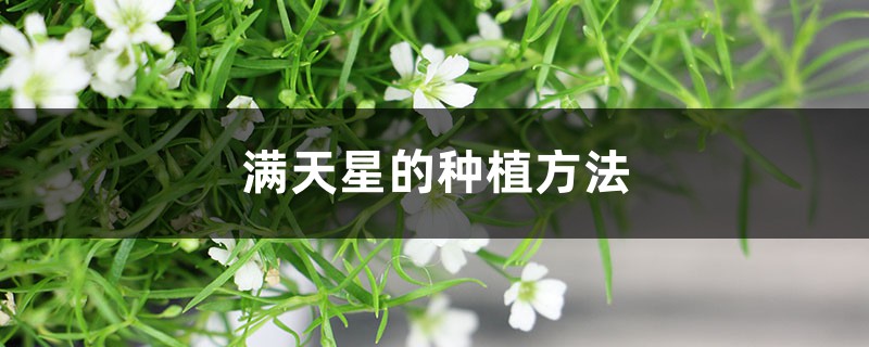 满天星的种植方法