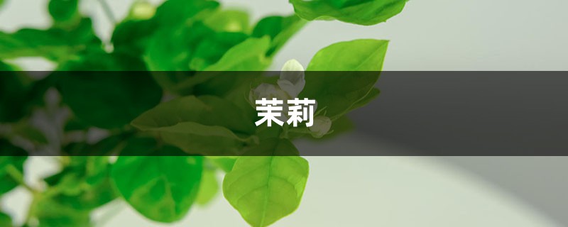 “茉莉”秋冬这么养，过完年绿芽发不断，开花满园香！