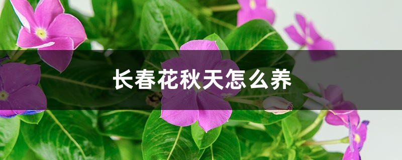 长春花秋天怎么养