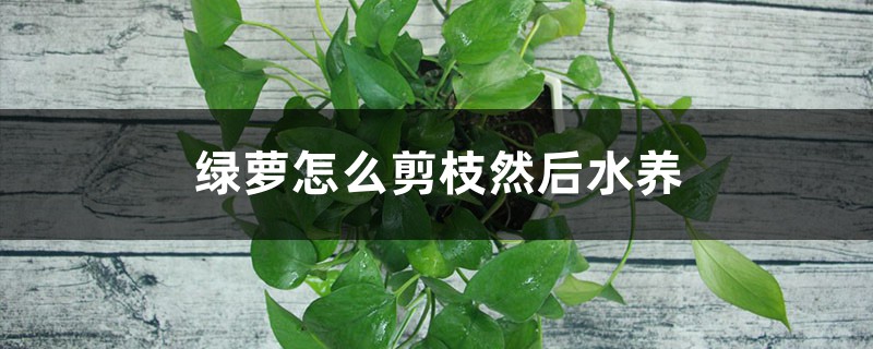 绿萝怎么剪枝然后水养