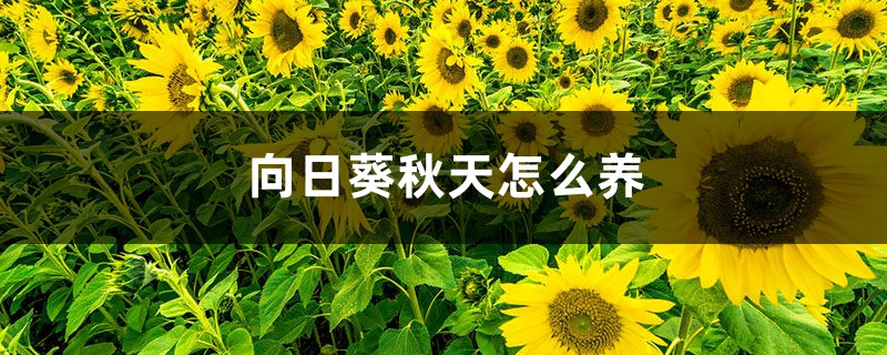 向日葵秋天怎么养