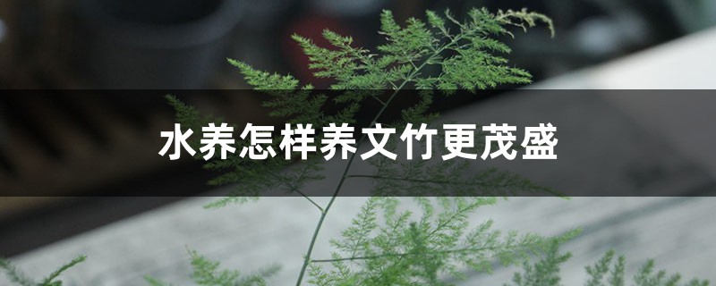 水养怎样养文竹更茂盛，多久换一次水？