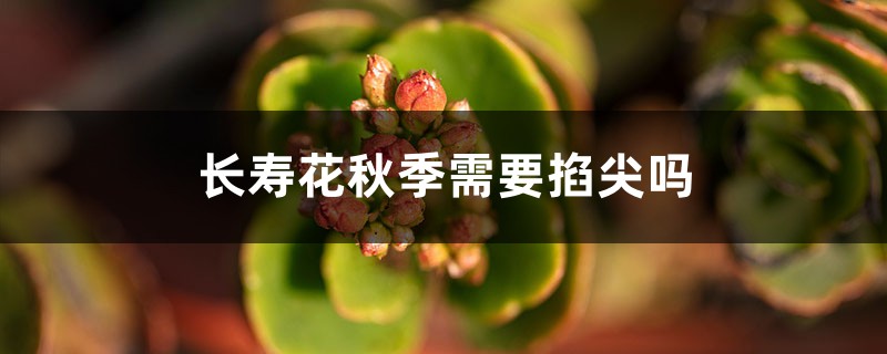 长寿花秋季需要掐尖吗