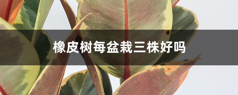 橡皮树每盆栽三株好吗,放在哪里旺风水? 橡皮树每盆栽三株好吗,放在哪里旺风水?