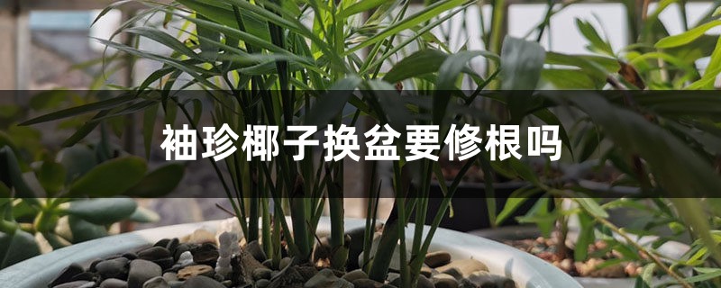 袖珍椰子换盆要修根吗，几月份换盆？