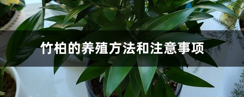 竹柏的养殖方法和注意事项 竹柏的养殖方法和注意事项
