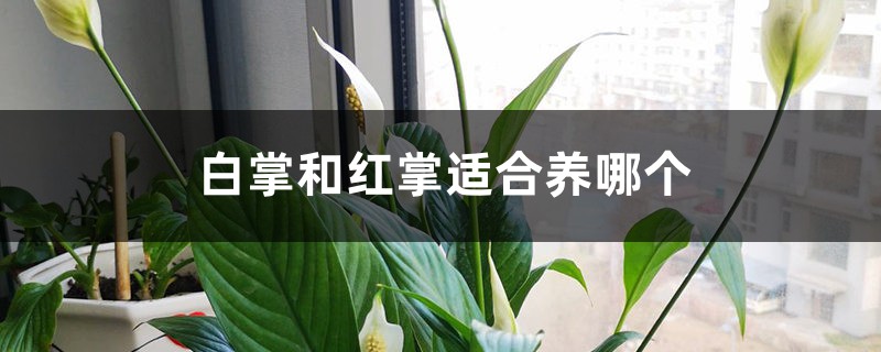 白掌和红掌哪个好养，风水更好？