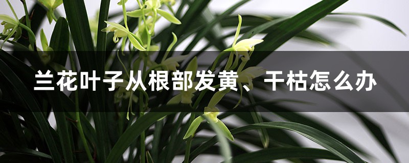 兰花叶子从根部发黄、干枯怎么办?如何补救? 兰花叶子从根部发黄、干枯怎么办?如何补救?