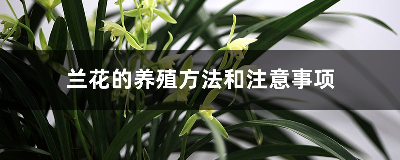 兰花适合养殖在室内吗（养殖方法和注意事项）