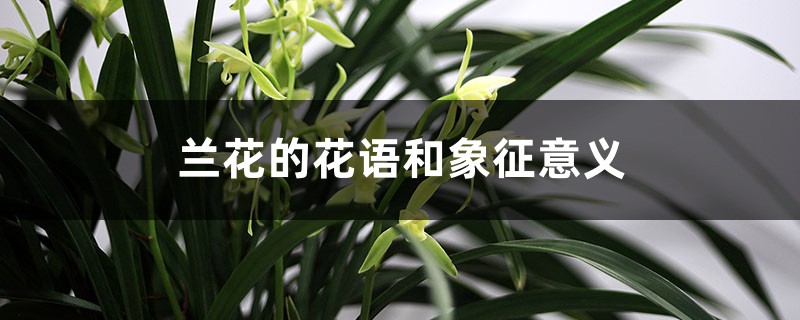 兰花的花语，送兰花代表什么意思？