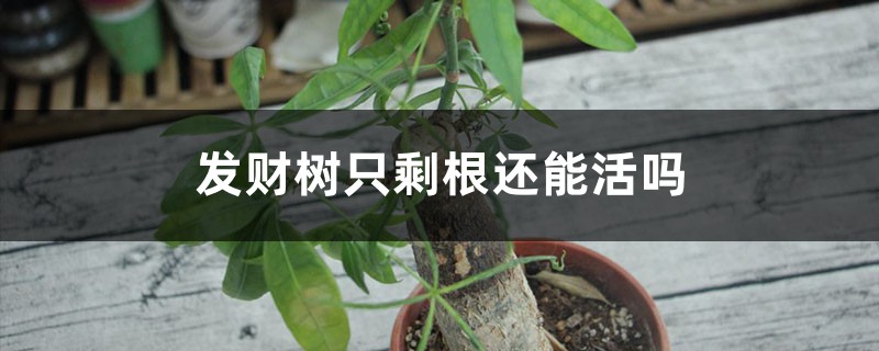 发财树只剩根还能活吗，烂根后重新生根方法