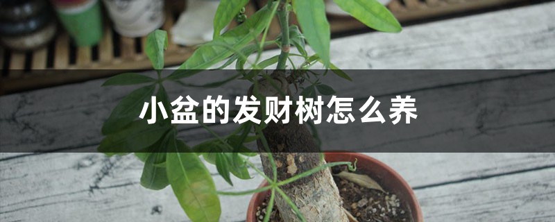 小盆的发财树怎么养，正确的摆放位置