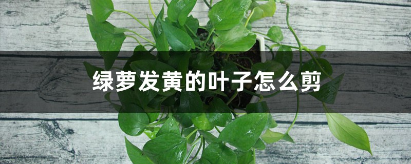 绿萝发黄的叶子应该剪吗,怎么剪 绿萝发黄的叶子应该剪吗,怎么剪