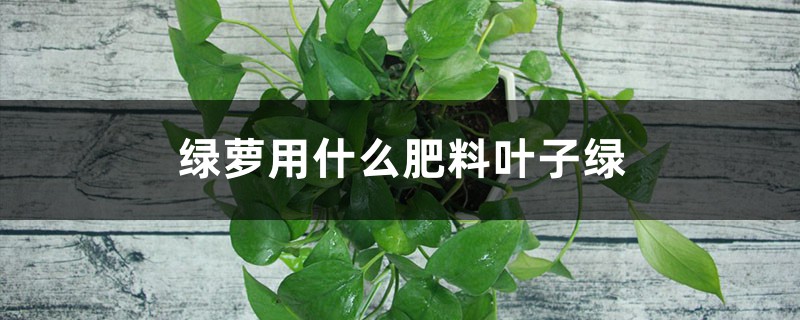 绿萝用什么肥料叶子绿,叶子不绿怎么办 绿萝用什么肥料叶子绿,叶子不绿怎么办