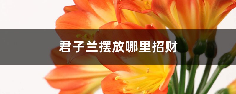 君子兰摆放哪里招财，客厅什么位置好