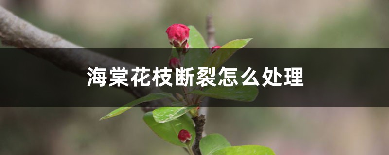 海棠花枝断裂怎么处理