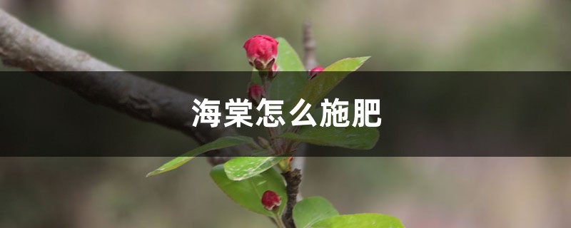 海棠怎么施肥：时间和方法