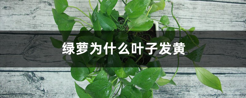 绿萝为什么叶子发黄 绿萝为什么叶子发黄