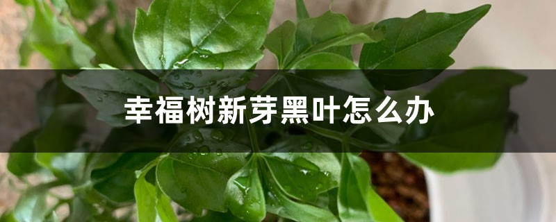 幸福树新芽黑叶怎么办