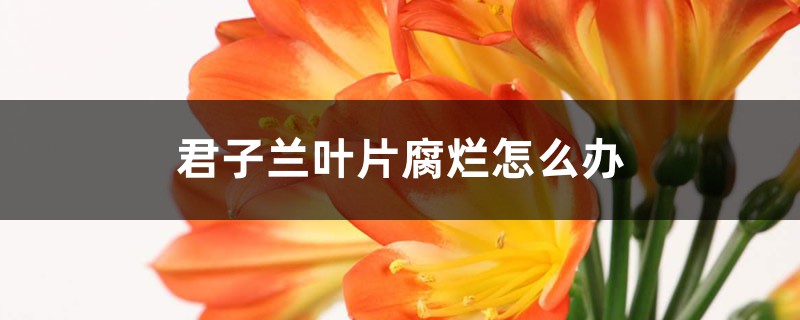 君子兰叶片腐烂怎么办（原因，用什么药）