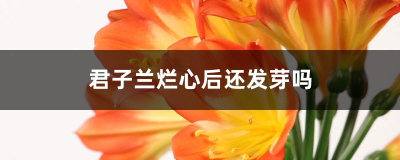 君子兰烂心后还发芽吗，要怎么处理