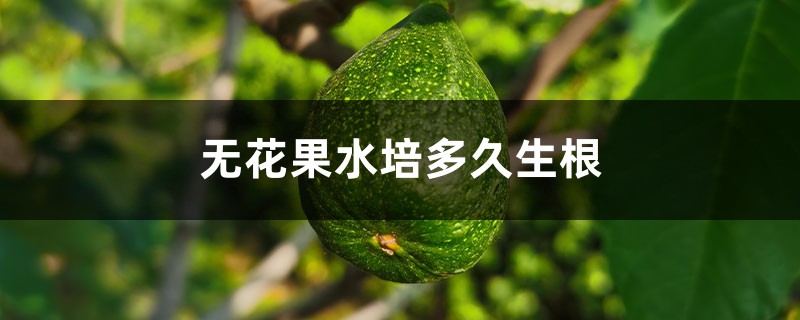 无花果水培多久生根