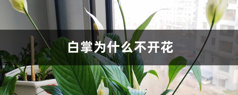 白掌为什么不开花，变绿了怎么办