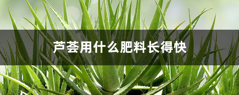 芦荟用什么肥料长得快，怎样养大养胖？