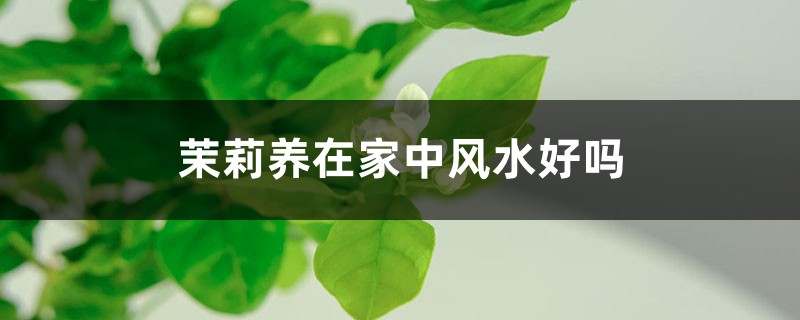 茉莉养在家中风水好吗（附风水好的植物推荐）