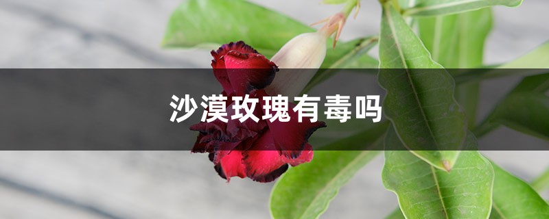 室内沙漠玫瑰有毒吗，几年会开花