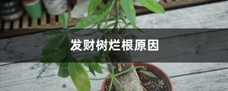 发财树烂根原因（症状、怎么补救）