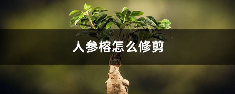 人参榕如何修剪（季节、造型方法）