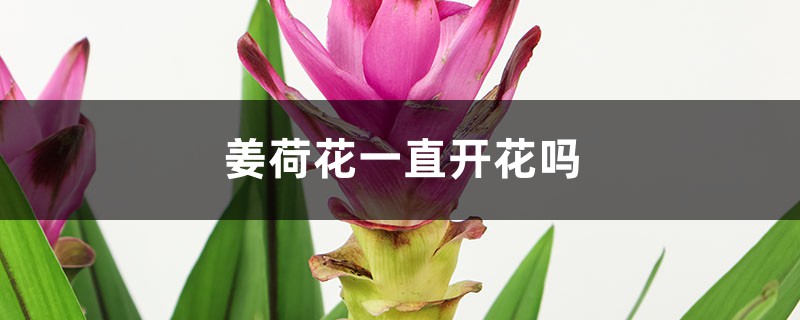 姜荷花怎么养，会一直开花吗