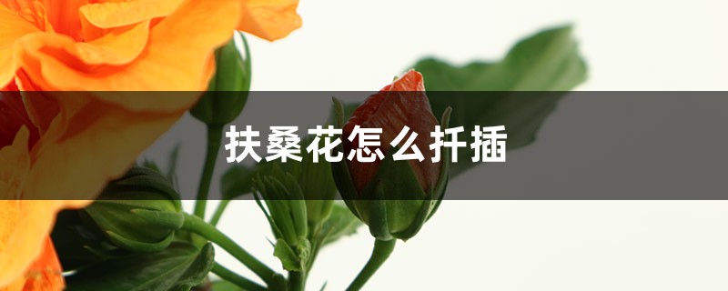 扶桑花怎么扦插(扦插方法图解) 扶桑花怎么扦插(扦插方法图解)