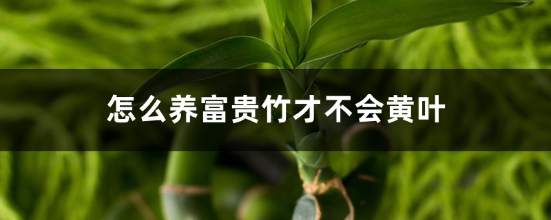 富贵竹不黄叶不烂根,秘诀竟然在这里! 富贵竹不黄叶不烂根,秘诀竟然在这里!