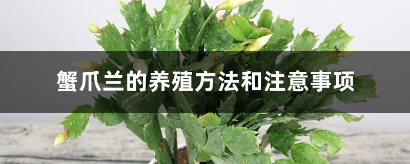 蟹爪兰总是蔫，不开花养不好？学会这几点，轻松养好！