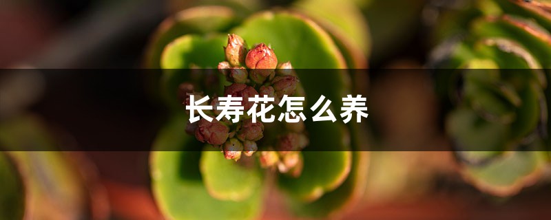 不会养长寿花？做好这五点，年年开爆盆！