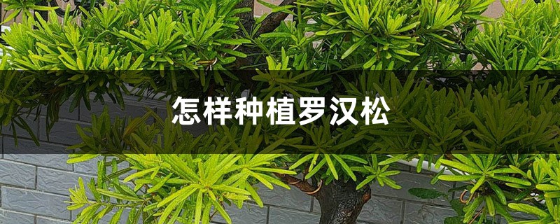 怎样种植罗汉松（养殖方法和注意事项）