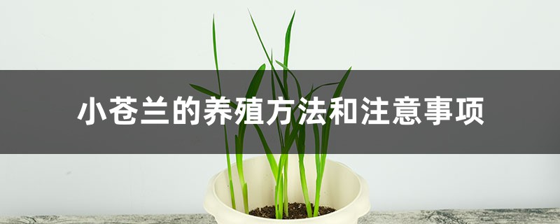 小苍兰的养殖方法和注意事项 小苍兰的养殖方法和注意事项