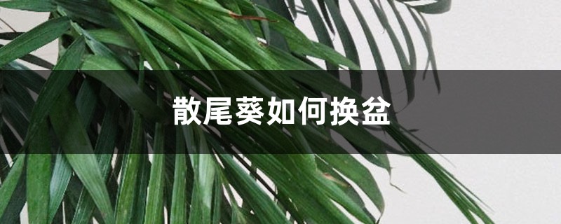 散尾葵如何换盆